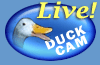 Duck Cam: Live 24/7