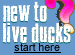 New to Live Ducks? 
Start Here First