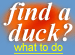 What to do if you Find a Duck