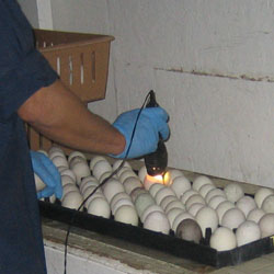 Candling eggs