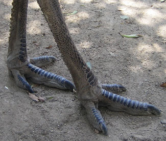 Emu Legs