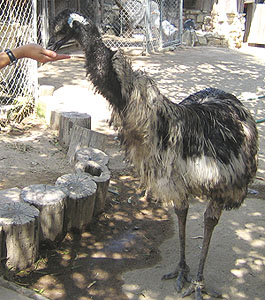 emu ranch throat molting female visit