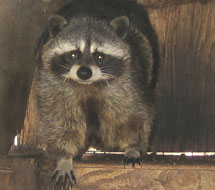 Raccoon