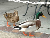 Duck Socialization