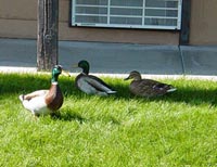 Duck Socialization