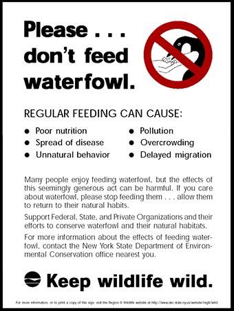 Don't Feed the Ducks