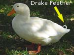 Pekin Male Drake Feather