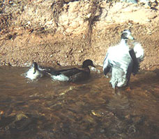 Agua Fria River, Santa Fe, New Mexico