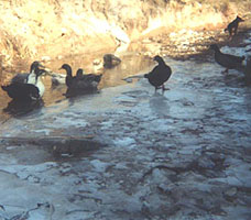 Agua Fria River, Santa Fe, New Mexico